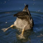 The Ins and Outs of A duck's Proverbial